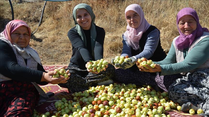 Söğütçük Mahallesi Hünnap Üretiminde Damlama Sulama ve Geleneksel Hasat Ritüeli