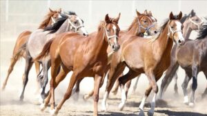 Sultansuyu Tay Islahı ve Yetiştiriciliği: 160 Yıllık Gelenek ve Modern Yatırımlar