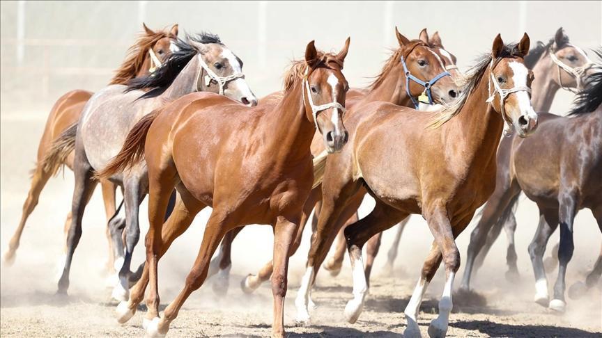 Sultansuyu Tay Islahı ve Yetiştiriciliği: 160 Yıllık Gelenek ve Modern Yatırımlar