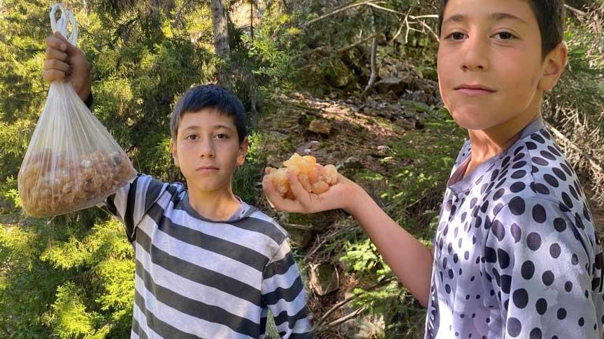 Taşkıran Ormanlarında Sakız Peşinde: Eymen’in Doğayla Bütünleşen Girişimi