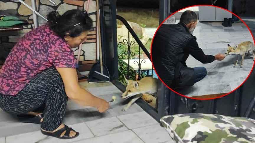 Tilkiyle Büyüyen Bir Komşuluk Hikayesi: Sivri Köyü’nde Halil Özbek’in Sevecen Deneyimi