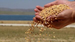 TMO’nun Buğday Stoku Hakkında Yasal Süreç ve Doğrulama