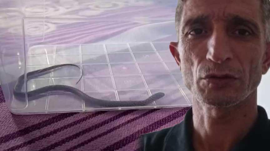 TOKİ 4033 Sokak’ta Yaşanan Yılan Olayı ve Böcek İlacı Talebi