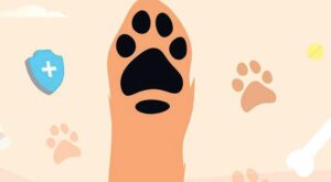 Türkiye’de Kuduzla Mücadelede Yeni Yol Haritası: Aşılamanın Yükselen Hedefleri ve Stratejik Adımlar