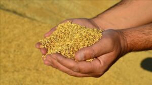 Türkiye’nin Ayçiçek Yağı ve Buğday Unu İhracatında 2024-2025 Perspektifi ve Piyasa Dinamikleri