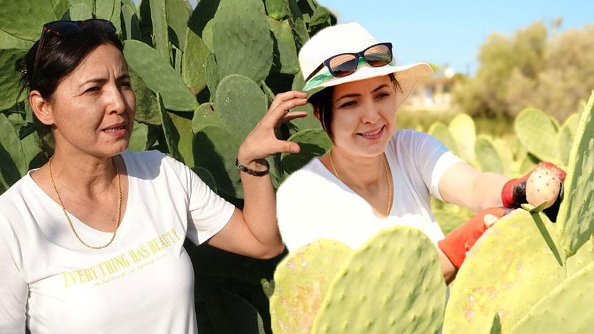 Türkiye’nin İlk Düzenli Dikenli İncir Bahçesi: Alfa Markasıyla Yükselen Bir Sevda ve Girişim Portresi