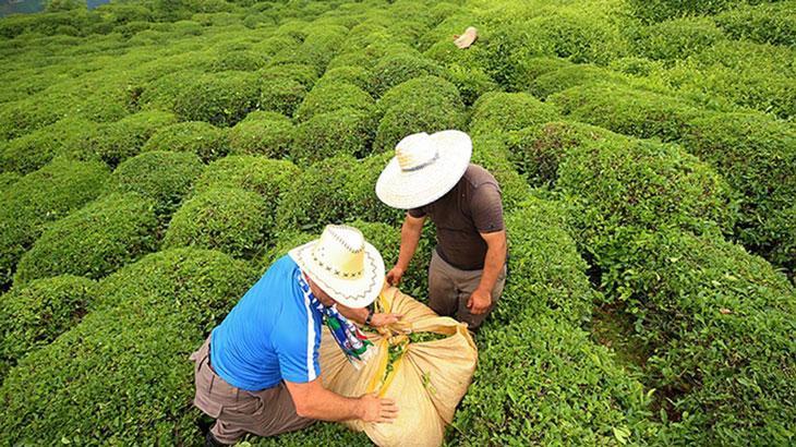 Üçüncü Sürgün Yaş Çay Alımlarında Dikkat Çeken Yoğunluk Uyarısı