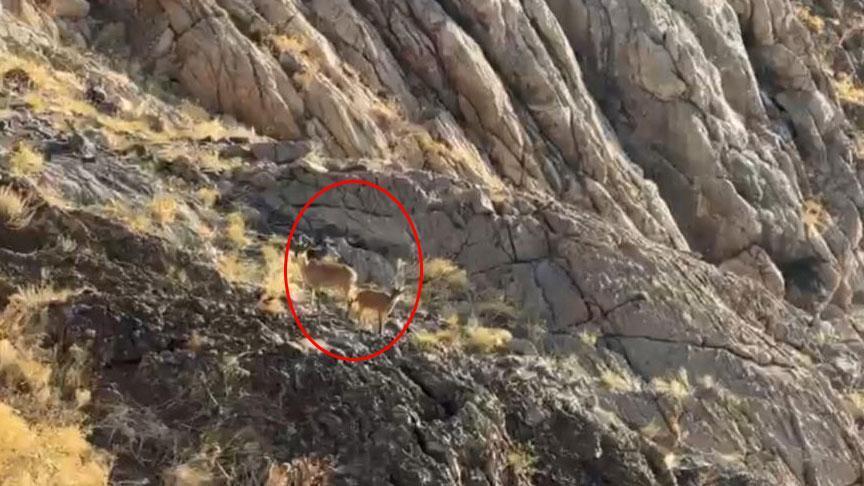 YEKDASDER ile Cilo Dağı Zirvesinde Yaban Hayatı ve Ekoturizm Vurgusu