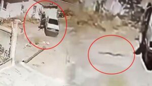 Yolda Şaşırtan Anlar: Dikmen’de Aracın İçinde Yılan ve Dolap Arasında Yılan Vakası