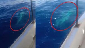 Akdeniz’de Dev Köpek Balığı Teknenin Halatına Dolandı: 45 Dakikalık Müdahale