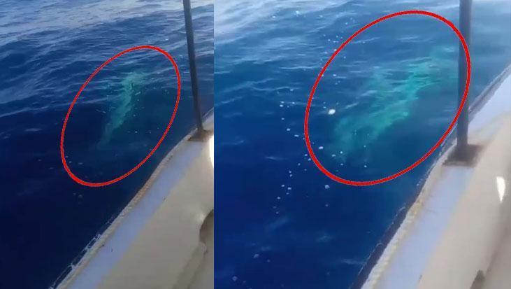 Akdeniz’de Dev Köpek Balığı Teknenin Halatına Dolandı: 45 Dakikalık Müdahale