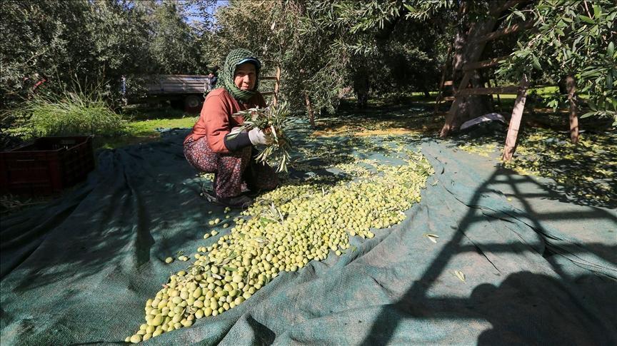 Akhisar’ın Sofralık Zeytinde Dünya Sıralamasında Zirveye Doğru Yolculuğu