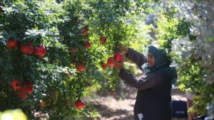 Antalya Nar Hasadı: Bereketli Sezon ve İhracatta Öncü Konum