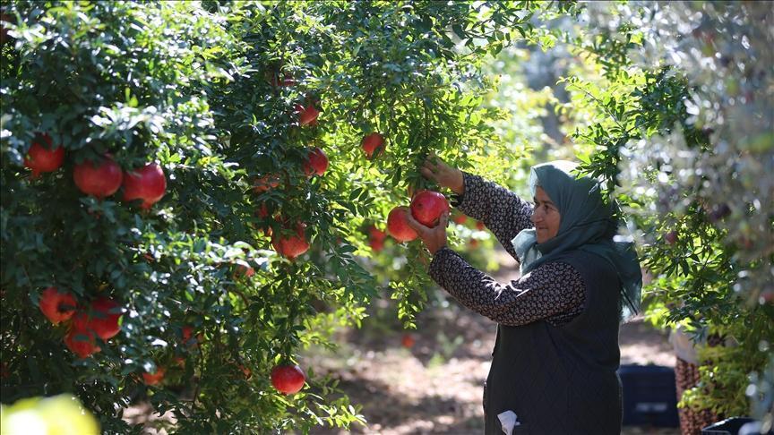 Antalya Nar Hasadı: Bereketli Sezon ve İhracatta Öncü Konum
