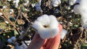 Antalya’da Pamuk: 40 Bin Dekarda Yükselen Kalite ve Bölgesel Tarımsal Güç