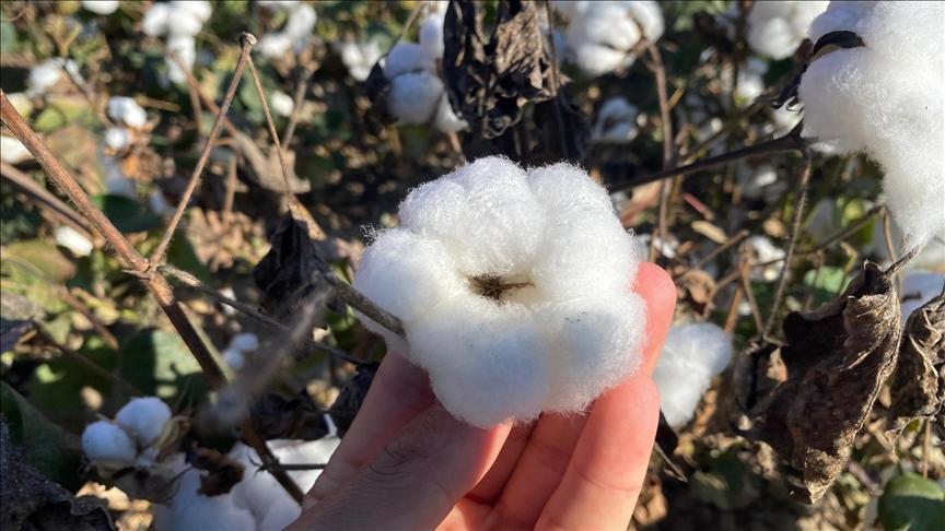 Antalya’da Pamuk: 40 Bin Dekarda Yükselen Kalite ve Bölgesel Tarımsal Güç