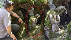 Arıtaş’ın 300 Yıllık Dut Ağacında İnsan Silueti: Doğanın Sürpriz Gövde Oyunu