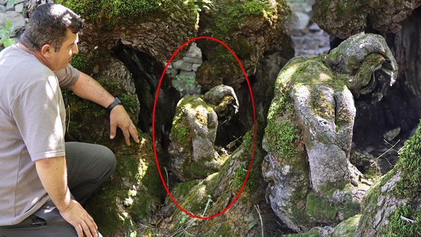 Arıtaş’ın 300 Yıllık Dut Ağacında İnsan Silueti: Doğanın Sürpriz Gövde Oyunu