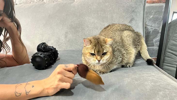 Artas’ın Tedavisi: Takıntılı Davranışlarla Mücadelede Yeni Umutlar