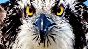 Balık Kartalının Uluabat Gölü’ndeki Görkemi: Doğanın Av Sahnesi ve Kartal Türleri