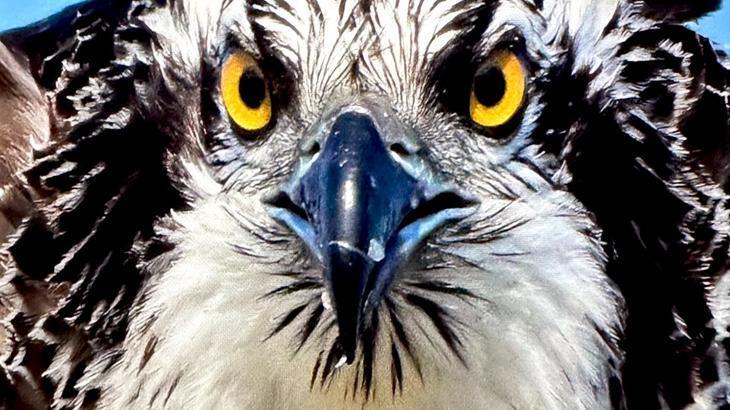 Balık Kartalının Uluabat Gölü’ndeki Görkemi: Doğanın Av Sahnesi ve Kartal Türleri
