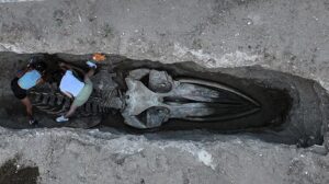 Balinanın Sessizliği Bilime Dönüşüyor: MEÜ’de Kayıtlı Kazı Gelişmeleri