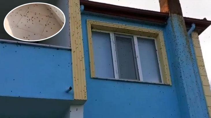 Bartın’da Sürüler Halinde Görülen Kokarcalar: Ev ve Araçları Zorlayan Mücadele