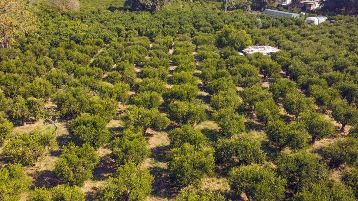 Bodrum Mandalinası: Hasat Zamanı, Yeşil Ürün ve Bölgesel Coğrafi İşaretin Gücü
