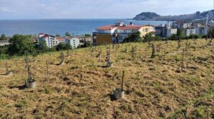 Çakıldak Fındık Klon Seçimi ve Verimlilik Gelişimi: Sürdürülebilir Üretim İçin Yeni Yaklaşımlar