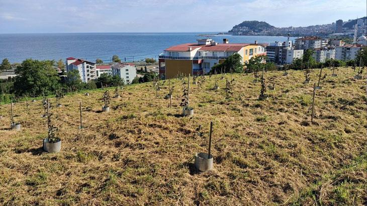 Çakıldak Fındık Klon Seçimi ve Verimlilik Gelişimi: Sürdürülebilir Üretim İçin Yeni Yaklaşımlar