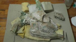 Çankırı’daki Kazılar: Zürafa Kafatası ve Yeni Tür İhtimali Üzerine Güncel Bulgular