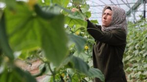 Çiftçilikten Seracılığa: Ay Ailesinin Başarısı ve Kapsamlı Destek Hikayesi