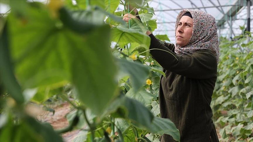 Çiftçilikten Seracılığa: Ay Ailesinin Başarısı ve Kapsamlı Destek Hikayesi