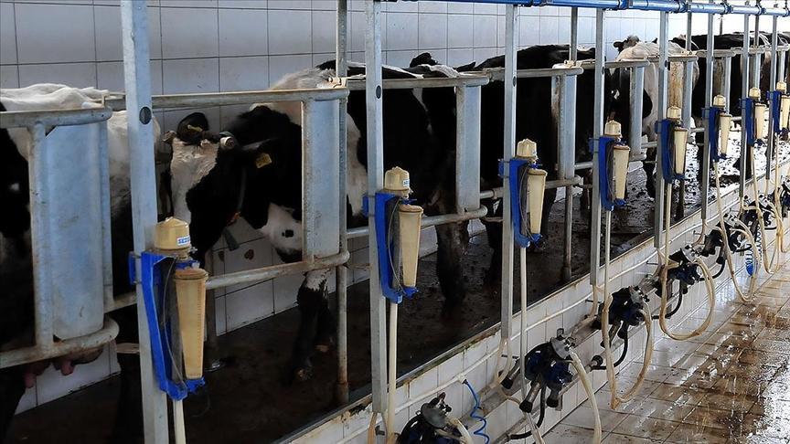 Çiğ Süt Sektöründe Yem Alımı Zorunluluğuna Karşı Net Kamu Tedbiri ve Soruşturma Gelişmeleri