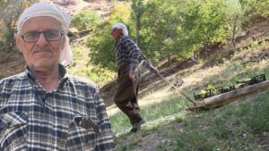 Dağlık Bağlarda 12 Çocuğa Umut Veren Üzüm Hikâyesi: Süso Çakar’ın Günlük Mücadelesi