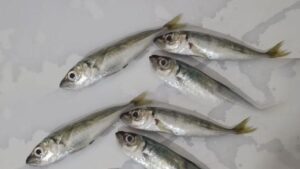 Denizatıyla İlk Karşılaşma: Şehrin Balık Pazarı Hikayesi ve Doğal Yaşamın Sırları