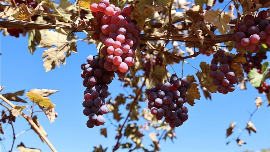 Dezavantajlı Tarım Arazilerini Modern Bağcılığa Taşıyan Bölgesel Proje: Kırsal Kalkınmada Yeni Yol