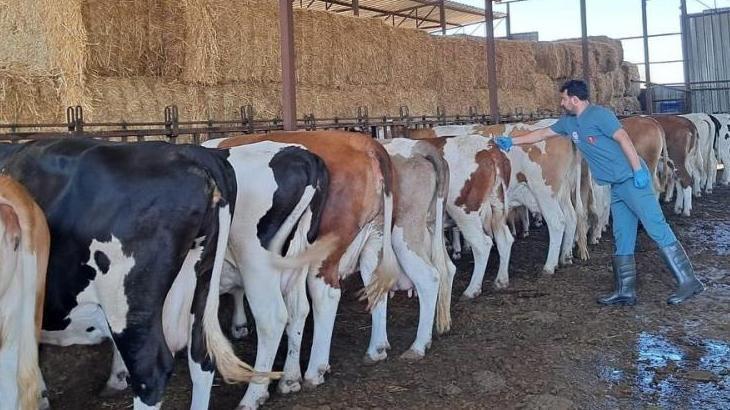 Efeler ve Köşk İlçelerinde Şap Hastalığı Alarmı: Karantina ve Giriş/Çıkış Yasağı Uygulanıyor