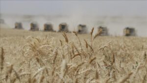 Güneydoğu Anadolu Hububat Sektörü: Yılın İlk 9 Ayında İhracatta Gelişen Dinamikler ve Irak ile Suriye Pazarlarının Rolü