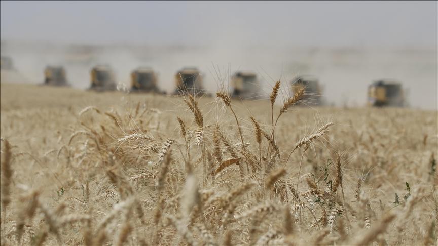 Güneydoğu Anadolu Hububat Sektörü: Yılın İlk 9 Ayında İhracatta Gelişen Dinamikler ve Irak ile Suriye Pazarlarının Rolü