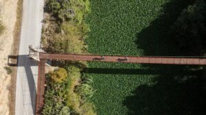 Hatay’da Asi Nehri: Su Sülümbülleriyle Gelen Olağanüstü Bir Yeşil Şölen