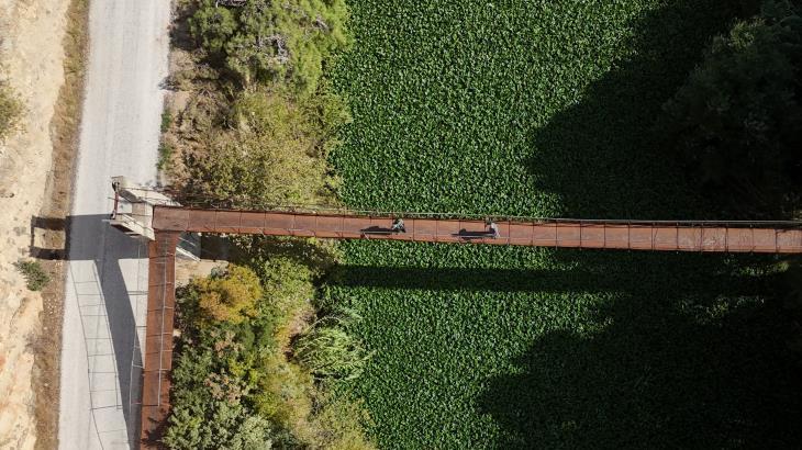 Hatay’da Asi Nehri: Su Sülümbülleriyle Gelen Olağanüstü Bir Yeşil Şölen