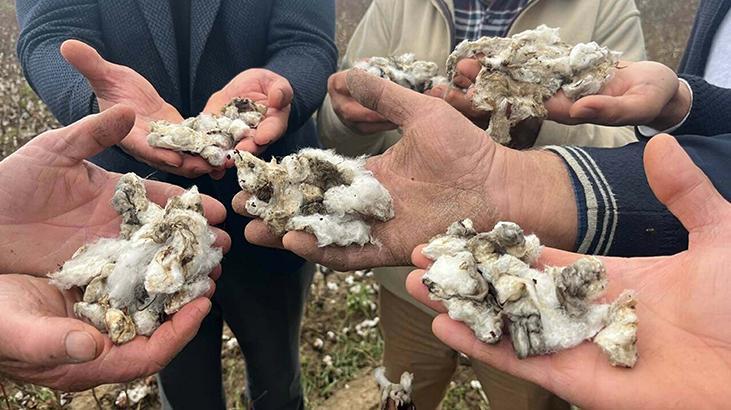 İncirliova’da Dolu ve Doluya Bağlı Tarımsal Zararlar: 6 Binn Dönüm Etkilendi