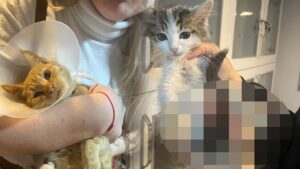 Isparta’da Sokak Hayvanlarına Yönelik Şiddet Davaları ve Yetkili Kurumların Tepkisi