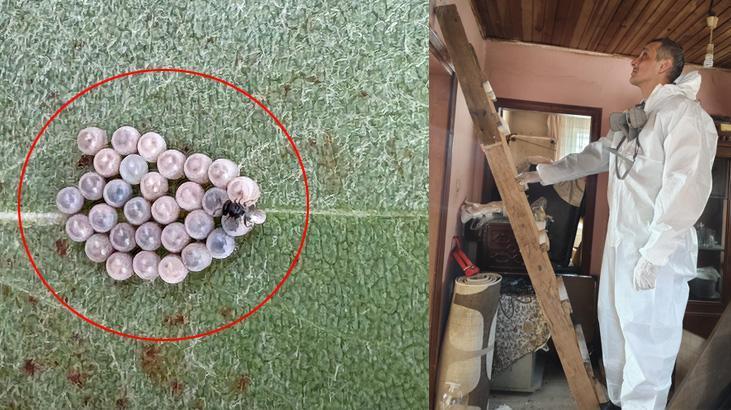 İstanbul’da Kahverengi Kokarca Mücadelesinde Çok Yönlü Strateji ve Hedefler