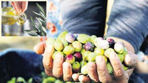 İzlenecek Sezon: Zeytin Hasadı ve Rekolte Tahminleri Üzerine Güncel Değerlendirme
