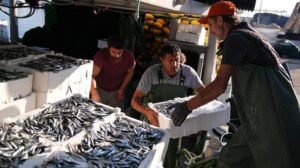 Izmir Körfezi’nde Sardalya Bereketi: Sezonun Yahşi Başlangıcı