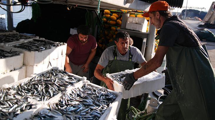 Izmir Körfezi’nde Sardalya Bereketi: Sezonun Yahşi Başlangıcı