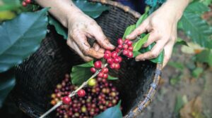 Kahve Piyasasında İklim Etkileri ve Uzun Vadeli Uyum Stratejileri