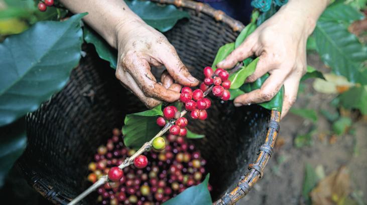 Kahve Piyasasında İklim Etkileri ve Uzun Vadeli Uyum Stratejileri
